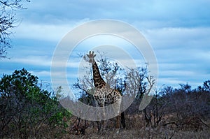 Kruger National Park, Limpopo and Mpumalanga provinces, South Africa