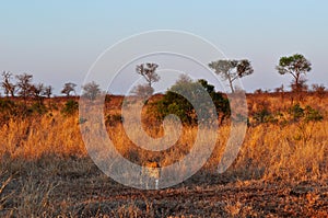 Kruger National Park, Limpopo and Mpumalanga provinces, South Africa