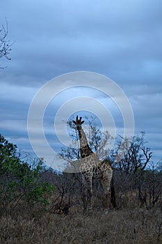 Kruger National Park, Limpopo and Mpumalanga provinces, South Africa