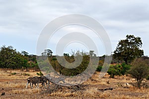 Kruger National Park, Limpopo and Mpumalanga provinces, South Africa