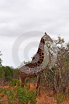 Kruger National Park, Limpopo and Mpumalanga provinces, South Africa