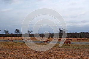 Kruger National Park, Limpopo and Mpumalanga provinces, South Africa