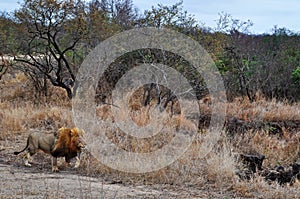 Kruger National Park, Limpopo and Mpumalanga provinces, South Africa