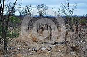 Kruger National Park, Limpopo and Mpumalanga provinces, South Africa