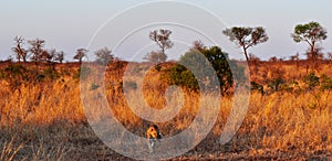 Kruger National Park, Limpopo and Mpumalanga provinces, South Africa