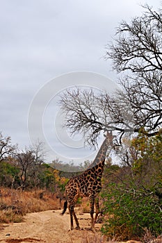 Kruger National Park, Limpopo and Mpumalanga provinces, South Africa