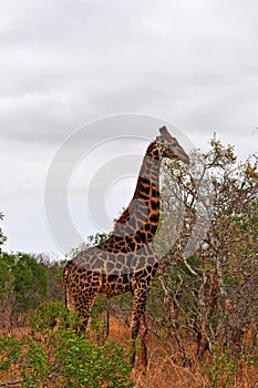 Kruger National Park, Limpopo and Mpumalanga provinces, South Africa