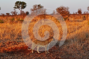 Kruger National Park, Limpopo and Mpumalanga provinces, South Africa