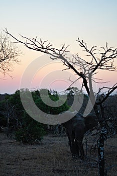 Kruger National Park, Limpopo and Mpumalanga provinces, South Africa