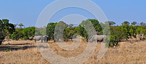 Kruger National Park, Limpopo and Mpumalanga provinces, South Africa