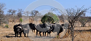 Kruger National Park, Limpopo and Mpumalanga provinces, South Africa