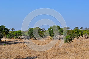 Kruger National Park, Limpopo and Mpumalanga provinces, South Africa