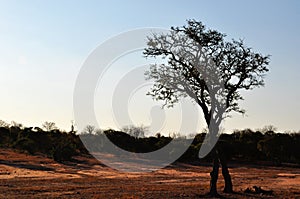 Kruger National Park, Limpopo and Mpumalanga provinces, South Africa