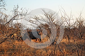 Kruger National Park, Limpopo and Mpumalanga provinces, South Africa