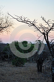 Kruger National Park, Limpopo and Mpumalanga provinces, South Africa