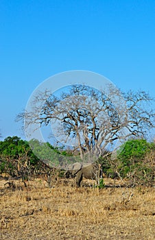 Kruger National Park, Limpopo and Mpumalanga provinces, South Africa