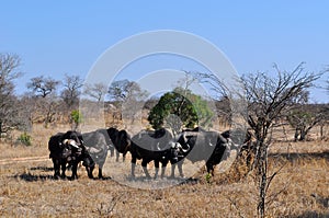 Kruger National Park, Limpopo and Mpumalanga provinces, South Africa