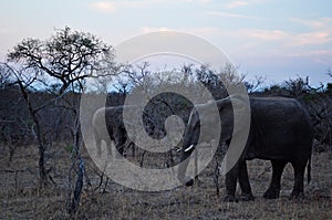 Kruger National Park, Limpopo and Mpumalanga provinces, South Africa, safari, elephant, landscape, nature