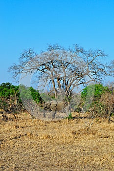Kruger National Park, Limpopo and Mpumalanga provinces, South Africa, safari, elephant, landscape, nature