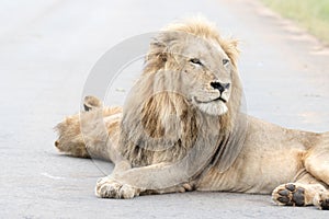 Kruger National Park: lion