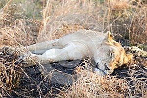 Kruger National Park: Lion