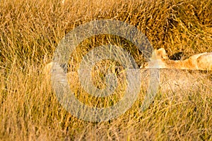 Kruger National Park: Lion