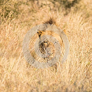 Kruger National Park: Lion