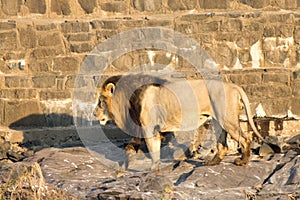 Kruger National Park: Lion