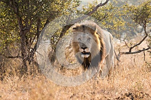 Kruger National Park: Lion