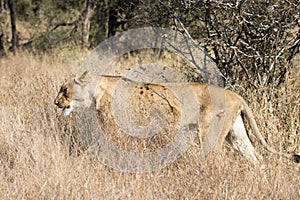 Kruger National Park: Lion