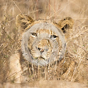 Kruger National Park: Lion