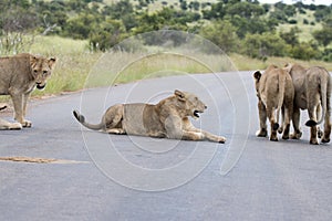 Kruger National Park: lion blocking road