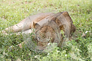 Kruger National Park: lion sleeping