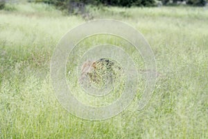 Kruger National Park:  male lion walking in long grass