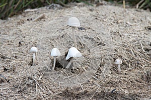 Kruger National Park: mushrooms growing in elephant dung