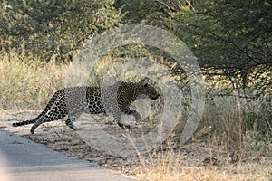 Kruger National Park: Panthera pardus leopard