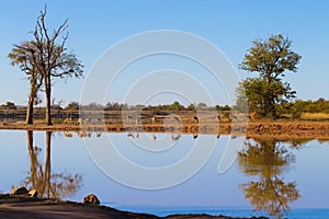 Kruger National Park, reflections on lake