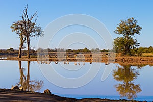 Kruger National Park, reflections on lake