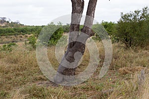 Kruger National Park: rubbing tree for rhino and elephant