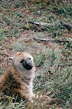 Kruger National Park safari, Close up portrait spotted hyena looking at camera, animal in natural habitat, South Africa