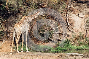 Kruger National Park South Africa