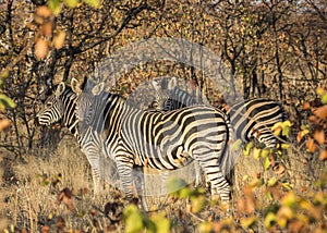 Plains zebra