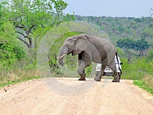 Kruger National Park, South Africa, November 11, 2011: Elephant crossing dirt road