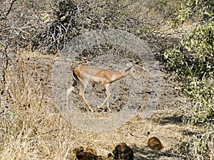 KRUGER NATIONAL PARK, SOUTH AFRICA - Steenbok, a small antelope.