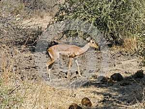 KRUGER NATIONAL PARK, SOUTH AFRICA - Steenbok, a small antelope.