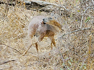 KRUGER NATIONAL PARK, SOUTH AFRICA - Steenbok, a small antelope.