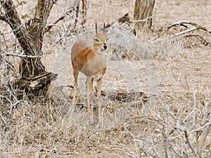 KRUGER NATIONAL PARK, SOUTH AFRICA - Steenbok, a small antelope.