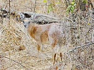 KRUGER NATIONAL PARK, SOUTH AFRICA - Steenbok, a small antelope.