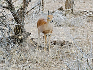 KRUGER NATIONAL PARK, SOUTH AFRICA - Steenbok, a small antelope.