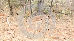 KRUGER NATIONAL PARK, SOUTH AFRICA - Steenbok, a small antelope.